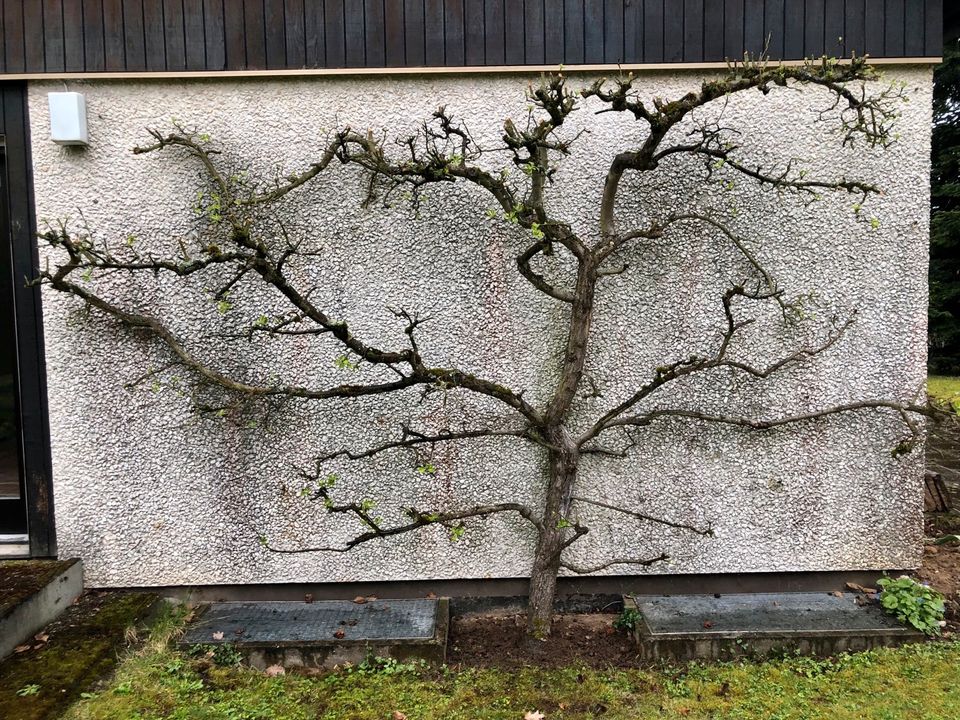 Alter Spalier Apfelbaum - gesund gewachsen in Marloffstein