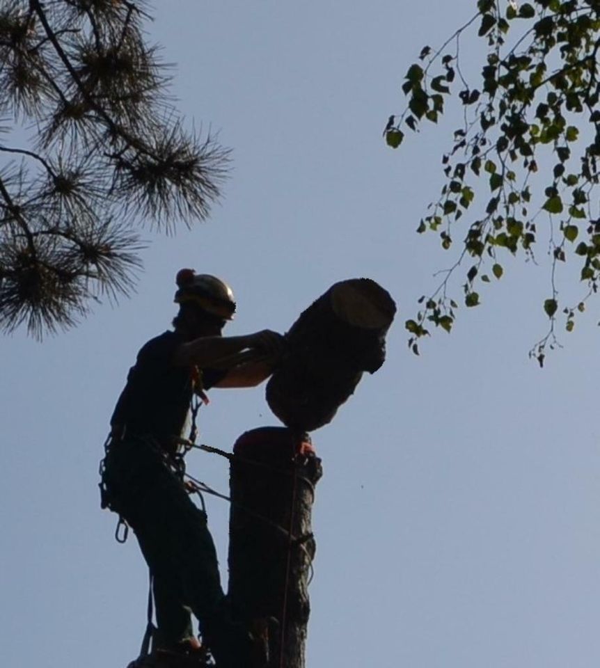Baumpflege, Baumfällung, Baumschnitt…Seilklettertechnik in Waltrop