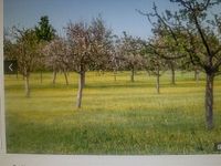 Streuobstwiese Obst Apfel Birne Kirschen  Landwirtschaft Wiese Baden-Württemberg - Hüfingen Vorschau