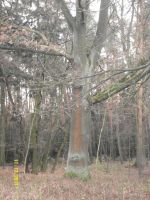 Mischwald Eichen Buchen zu verkaufen 0,5 Hektar Brandenburg - Vetschau Vorschau