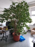 Ficus Benjamini - Riesig! / Baum, Dschungel, Zimmerpflanze West - Höchst Vorschau