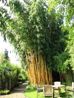 Bambus Phyllostachys vivax Aureocaulis Riesenbambus Bayern - Burggen Vorschau