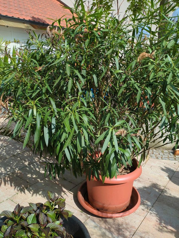 Oleander mit Topf ca 170 cm in Oberding
