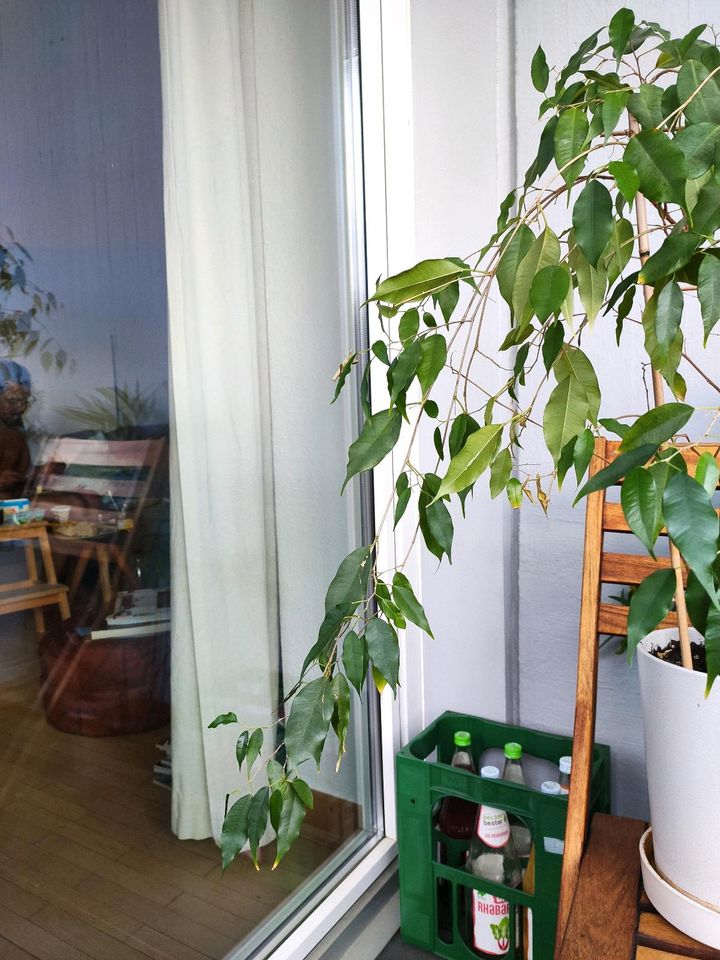 Zimmerpflanze Benjamini Pflanze mit Übertopf in Centrum