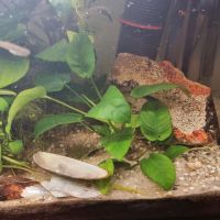 Wasserpflanzen Aquarium  20- 50 cm hoch Baden-Württemberg - Aalen Vorschau