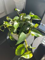 Pflanzen für 10€ Wandsbek - Hamburg Eilbek Vorschau