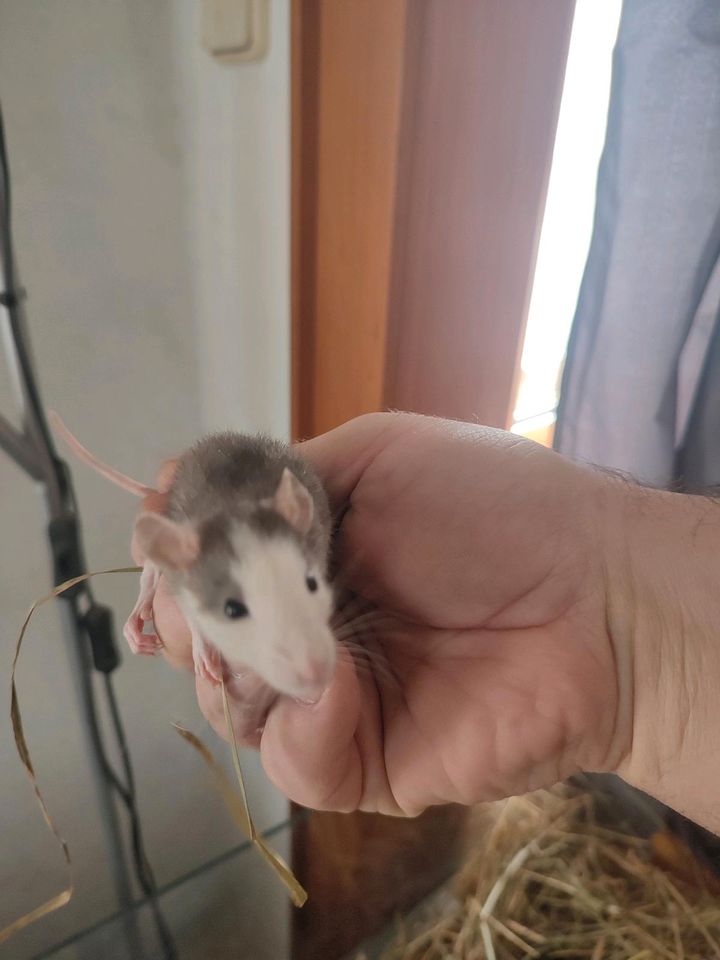 Rattenböcke abzugeben 8 Wochen alt in St. Michaelisdonn