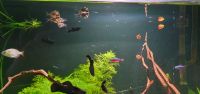 Aquariumfische, Fisch, Black molly, Aquarium Rostock - Reutershagen Vorschau