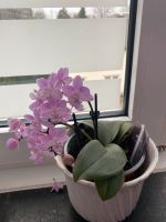 Div. Orchideen mit neuen Blüten Nordrhein-Westfalen - Krefeld Vorschau