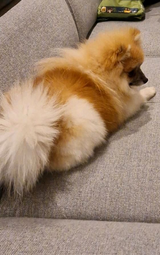 Pomeranian 1,2 Jahren alt in Goch