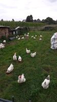Naturdünger Hühnerkot Beete trocken geruchsarm streufähig Säcke Nordrhein-Westfalen - Kamen Vorschau