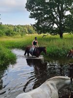 Reitbeteiligung (Pferd sucht Mensch) Niedersachsen - Osloß Vorschau