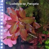 ⭐☘️❗ Rarität ❗ Ludwigia sp. Parigata Rare Selten Niedersachsen - Meppen Vorschau