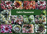 Sempervivum Hauswurz: ÜPakete ab 20 Ableger, tolle Farben+ Sorten Niedersachsen - Bad Essen Vorschau