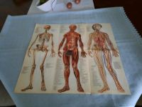 2 Blatt Unterrichtsmaterial (alt), anatomisch Bremen - Vegesack Vorschau