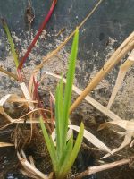 Sumpfschwertlilie , Teichpflanze Pankow - Karow Vorschau