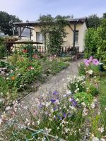 Kleingarten, Schrebergarten 300qm mit massiven Bungalow 28 qm Brandenburg - Eisenhüttenstadt Vorschau