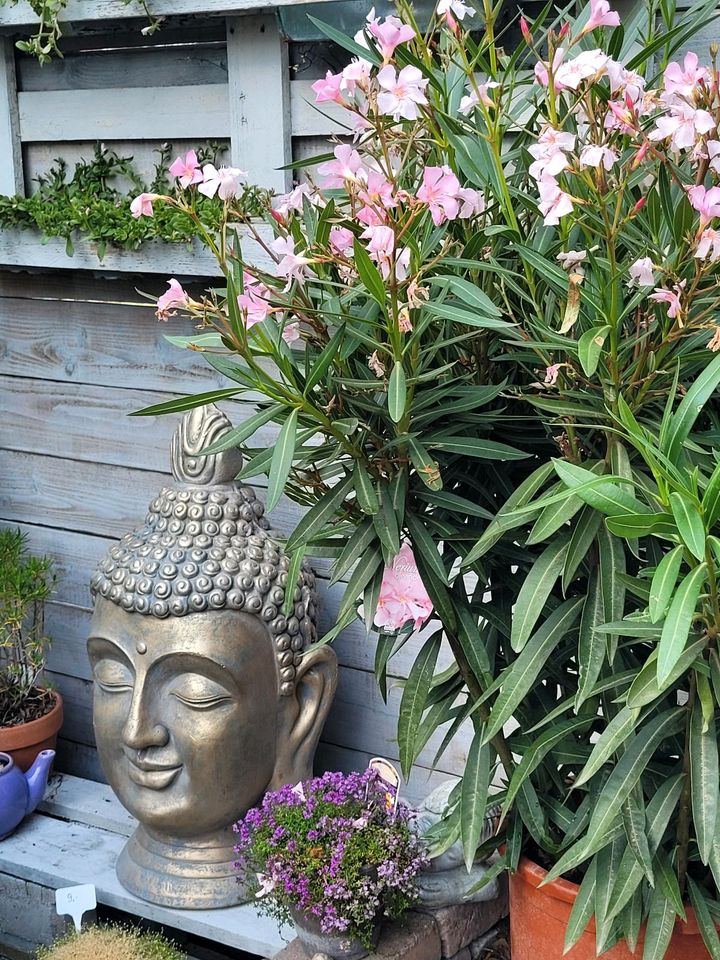 Asiatische Gestaltung Deko Buddha Schalen Pflanzen in Soest