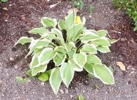 Funkien Hosta "Pilgrim" Jungpflanzen Ableger Garten Staude Baden-Württemberg - Neresheim Vorschau