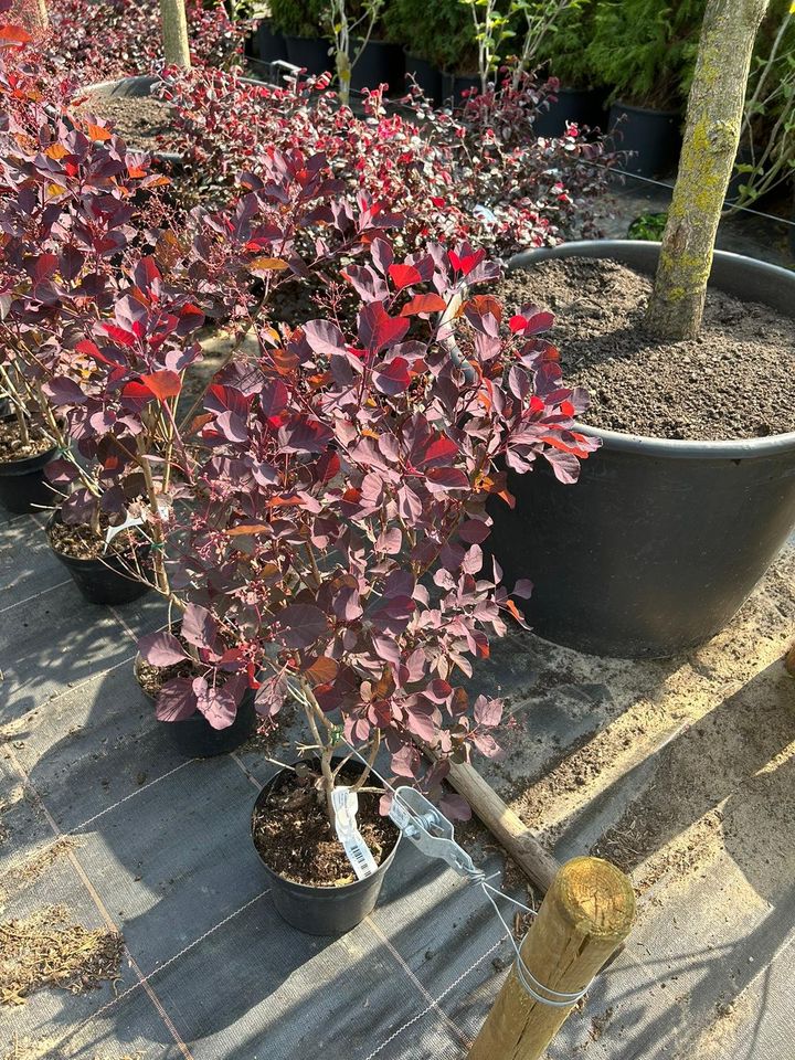 Roter Perückenstrauch /Cotinus coggygria Royal Purple / Höhe 60cm in Bocholt