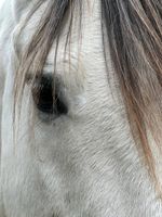 Reitbeteiligung Niedersachsen - Bockenem Vorschau