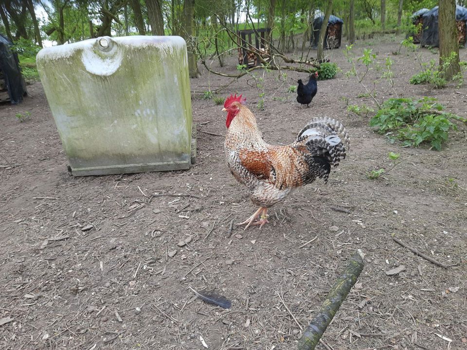 Bielefelder Kennhuhn HAHN in Woldegk