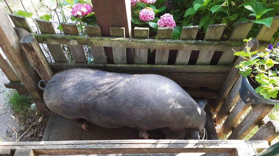 Sanfte Klauenpflege (Mini)schwein, Schaf, Ziege, Rind - Heimtier in Frankfurt am Main