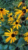 gelber Sonnenhut Rudbeckia Bayern - Freising Vorschau