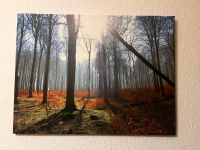 *nur noch diese Woche* Mystisches Wald-Bild auf Leinwand 60x80 Dresden - Briesnitz Vorschau