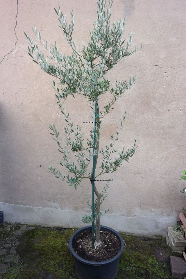 XL Olivenbaum 240 cm in Rüdesheim am Rhein