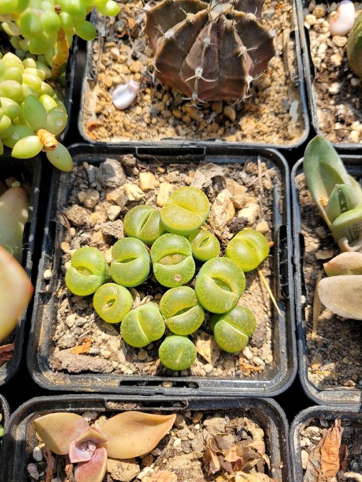 Sukkulenten Zimmerpflanzen Echeveria Aloe Euphorbia in Recklinghausen