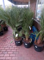 Winterharte europäische Zwergpalme Chamaerops humilis 1,4-1,6m Nordrhein-Westfalen - Nordkirchen Vorschau