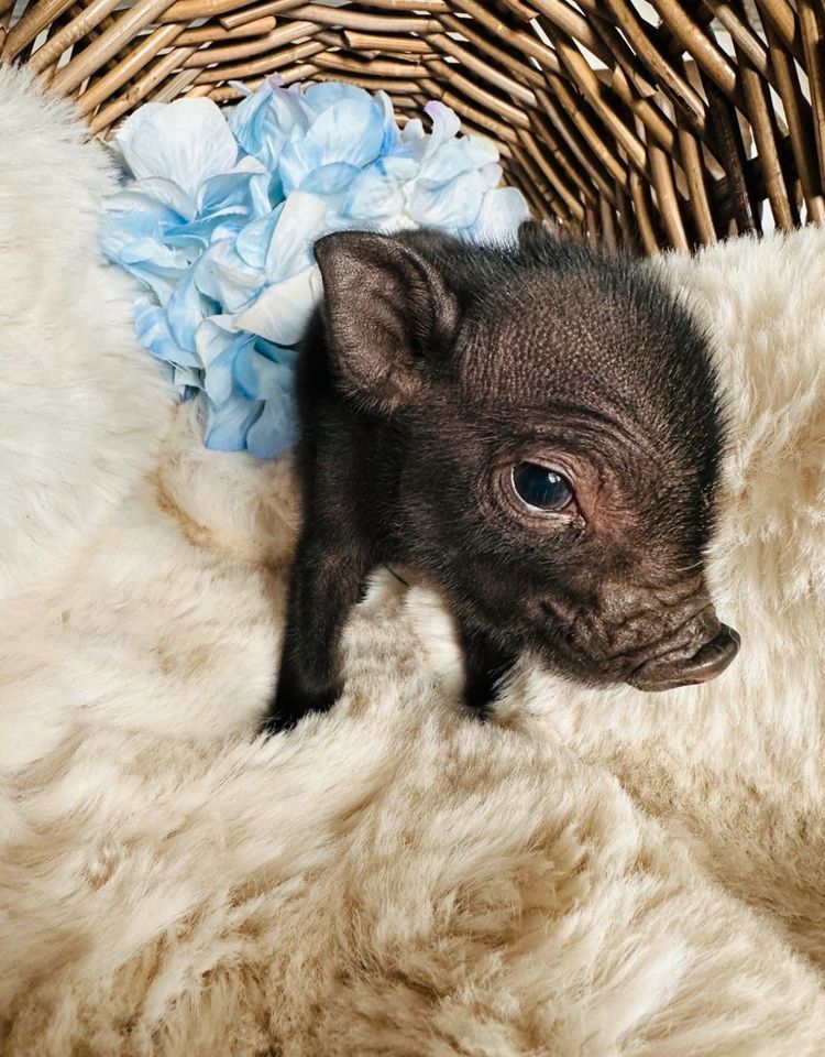 Minischweine / Minipig in Twistringen