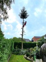Baumfällung Baumpflege gut & günstig Gartenpflege Heckenschnitt Bad Doberan - Landkreis - Elmenhorst/Lichtenhagen Vorschau