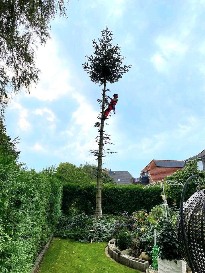 Baumfällung Baumpflege gut & günstig Gartenpflege Heckenschnitt in Elmenhorst/Lichtenhagen