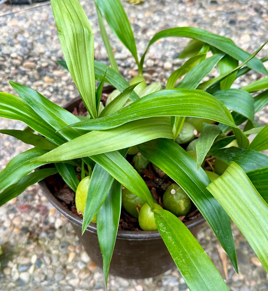 coelogyne cristata in Bad Friedrichshall