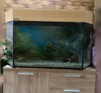 Aquarium mit Zubehör zu verkaufen Bayern - Geldersheim Vorschau