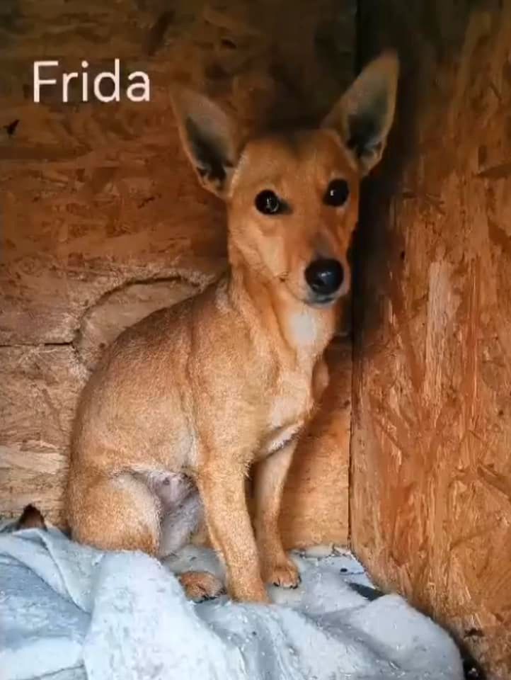 Frida, Pinscher-Mix, Tierschutz, weiblich, 2 Jahre, ca. 35cm in Mülheim (Ruhr)