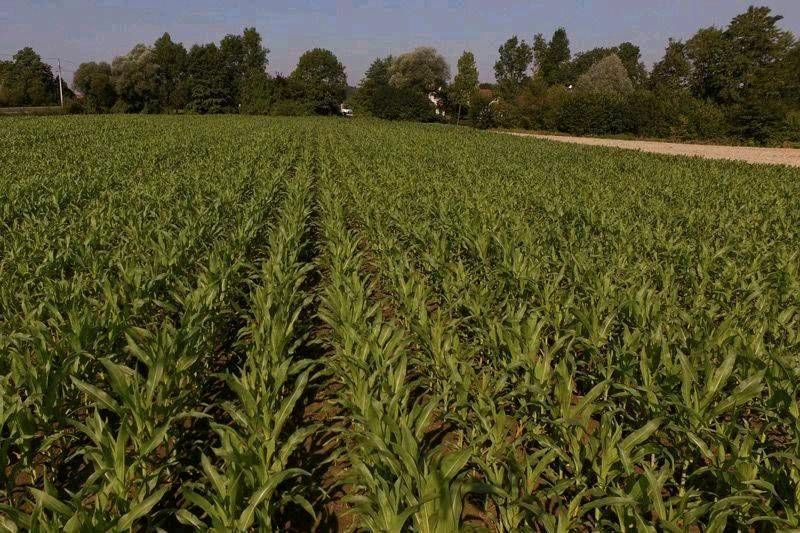 Dienstleistung Aussaat / Drillsaat / Säen / Einzelkornsaat in Eschenbach