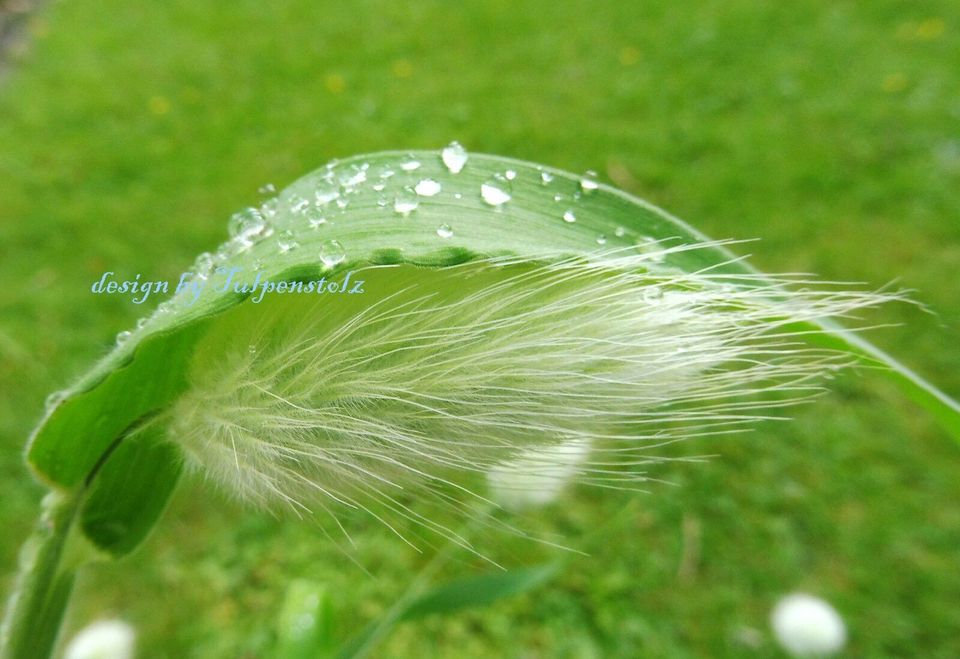 ♥ Hasenschwanz Gras Bunny Tails,Samen Ziergräser,Kinder Garten in Hamburg