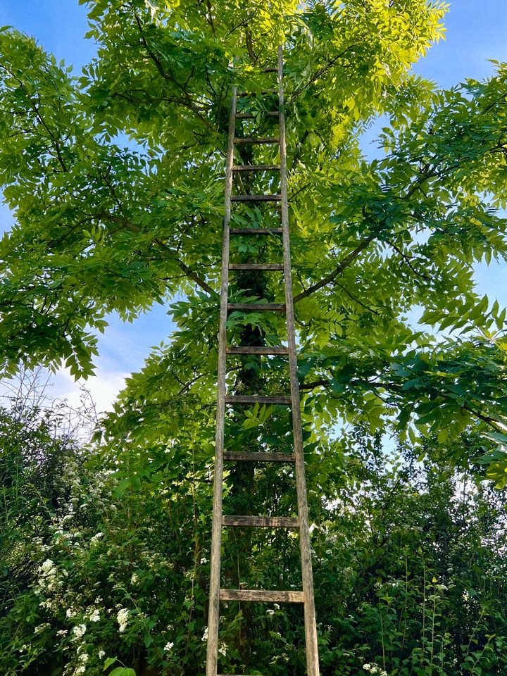 Leiter Holzleiter 5 Meter / 19 Sprossen in Stuttgart