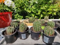 Kakteen Kaktus Bauernkaktus Sukkulente Zimmerpflanzen Echinopsis Dresden - Dresden-Plauen Vorschau