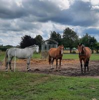 Biete eine Reitbeteiligung an Brandenburg - Forst (Lausitz) Vorschau