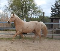 Reitbeteiligung auf Palomino Wallach zu vergeben. Niedersachsen - Grasberg Vorschau