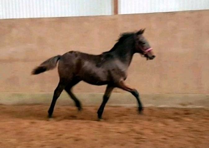 Wallach New Forest Pony 2023 Jährling v. Poppings Marribo in Basdahl