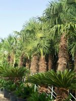 Hanfpalme Trachycarpus Fortunei Winterhart Topf ab225/250cm Stamm Nordrhein-Westfalen - Recklinghausen Vorschau