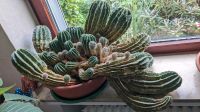 Kaktus 40 Jahre alt, groß Bauernkaktus (Echinopsis eyriesii) Nordrhein-Westfalen - Wesel Vorschau