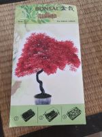 Red roter ahorn Acer Bonsai indoor Aufzucht komplett Set Hessen - Lorsch Vorschau