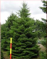 Nordmanntanne 3-12m Baum 6m 8m 10m große Bäume Weihnachtsbaum Nordrhein-Westfalen - Steinfurt Vorschau