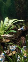 Guppy Jungtiere Japan Blue Blond Doppelschwert Niedersachsen - Neulehe Vorschau